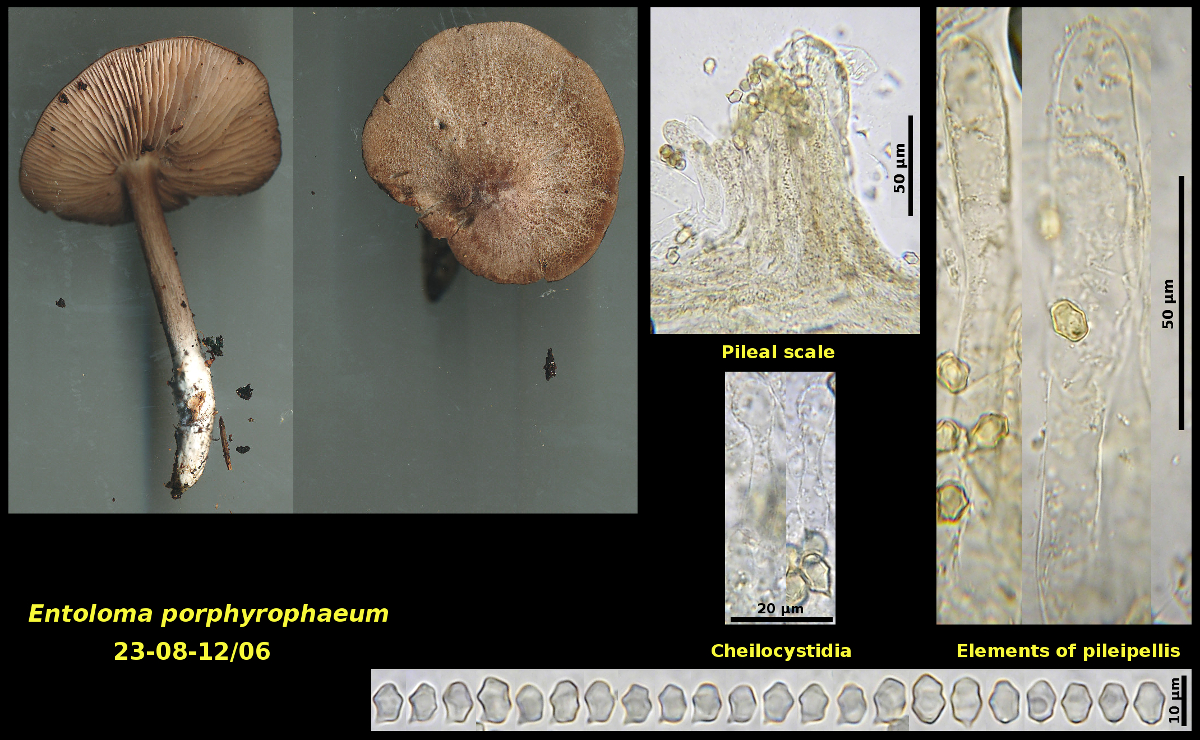 Picture of <i>Entoloma_ porphyrophaeum</i>